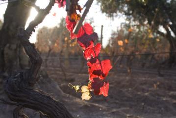 The Gaucho's Luján vineyard